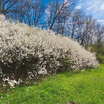 Prunus spinosa / sleedoorn beschikbaar voor biedingen