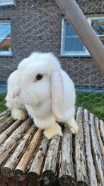 Vrouwtje 2 jaar oud, Dieren en Toebehoren, Konijnen