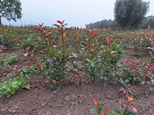 Photinia frasseri, merle rouge, néflier, Jardin & Terrasse, Plantes | Arbustes & Haies, Enlèvement ou Envoi