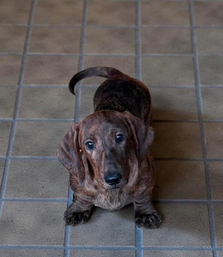 teckel pups,dwerg,reu, Animaux & Accessoires, Chiens | Teckels & Bassets, Chien (mâle), Poils courts, Nain, Éleveur | Professionnel