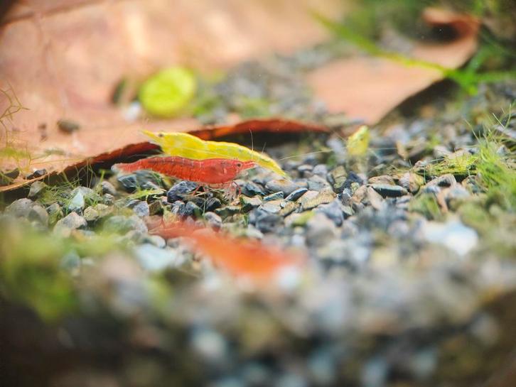 Garnalen in allerlei kleuren., Animaux & Accessoires, Poissons | Aquariums & Accessoires, Enlèvement