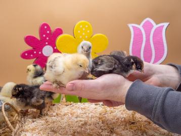 Brahma kuikens groot soort, hennetjes, gesekst en ingeënt beschikbaar voor biedingen