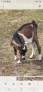 Dwerggeit te koop, Dieren en Toebehoren, Schapen, Geiten en Varkens, Mannelijk, Geit, 0 tot 2 jaar
