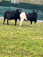 Kameroen rammen te koop, Dieren en Toebehoren, Schapen, Geiten en Varkens, Geit