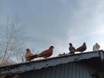 Sierduiven, Dieren en Toebehoren, Pluimvee