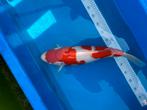 Kohaku hoshikin female, Dieren en Toebehoren, Vissen | Vijvervissen, Karper of Koi