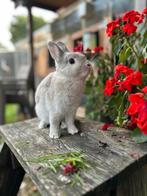 Kleurdwerg, Dieren en Toebehoren, Konijnen, Vrouwelijk, Dwerg, 0 tot 2 jaar