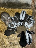 Jonge vlinderkonijnen 7 weken, Meerdere dieren, Groot, 0 tot 2 jaar