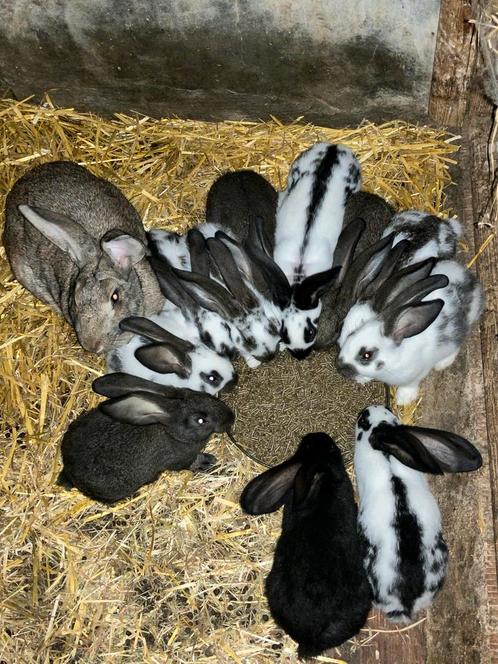 Jonge vlinderkonijnen 7 weken, Dieren en Toebehoren, Konijnen, Groot, Meerdere dieren, 0 tot 2 jaar