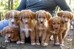toller pups, beide ouders zijn hier aanwezig, België, Overige rassen, CDV (hondenziekte), 8 tot 15 weken