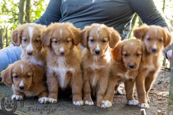 toller pups, beide ouders zijn hier aanwezig beschikbaar voor biedingen