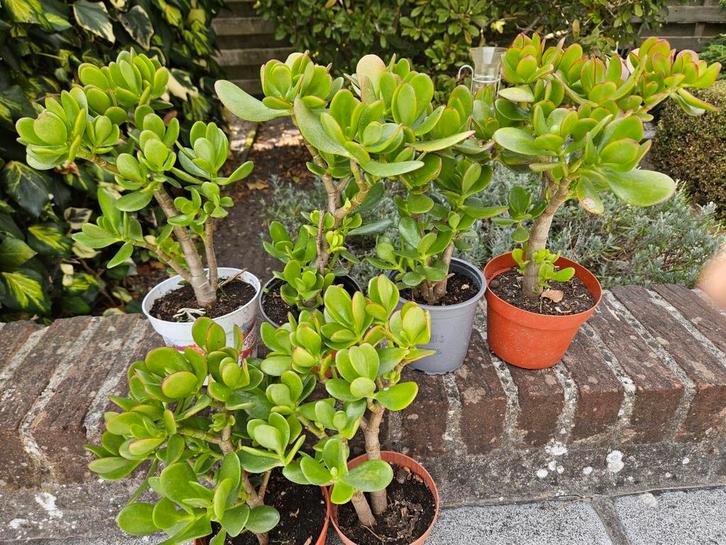 Mooie stevige crassula (jade) plantjes, Huis en Inrichting, Kamerplanten, Ophalen