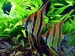 Pterophyllum Scalare 7cm - Locatie Heerlen NL, Dieren en Toebehoren