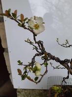 Chaenomeles WIT BONSAI, Tuin en Terras, Planten | Bomen, Ophalen