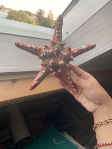 Super mooie zeester beschikbaar voor biedingen