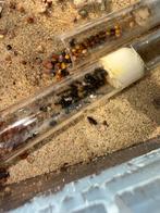 Messor barbarus mieren kolonie tekoop, Dieren en Toebehoren, Insecten en Spinnen