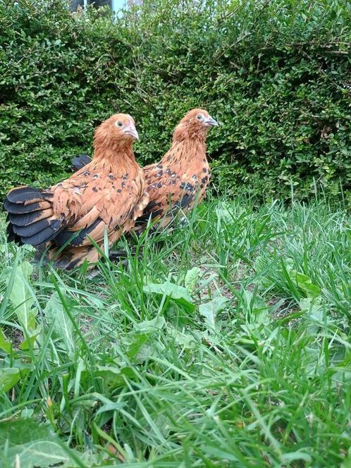 Gebaarde sabelpootkriel hennen/ hennentjes/ sabelpoten, Dieren en Toebehoren, Pluimvee, Kip, Vrouwelijk