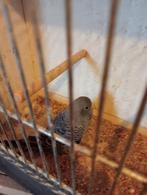 Blackface grasparkieten, Dieren en Toebehoren, Vogels | Parkieten en Papegaaien, Meerdere dieren, Parkiet, Geringd