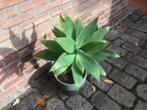 Agave, Tuin en Terras, Planten | Tuinplanten, Ophalen