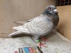 Koppel kleurpostduiven reduced opaal spread x rubella spread, Dieren en Toebehoren