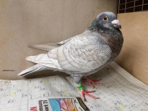 Koppel kleurpostduiven reduced opaal spread x rubella spread, Dieren en Toebehoren, Vogels | Duiven