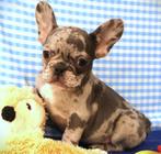 Superleuke Franse Bulldog pups!, 15 weken tot 1 jaar, Buitenland, CDV (hondenziekte), Bulldog