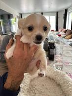 chihuahua pups, Dieren en Toebehoren, Honden | Chihuahua's en Gezelschapshonden, België, Fokker | Hobbymatig, Reu, 8 tot 15 weken