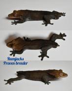 Wimpergekko dark based man, Dieren en Toebehoren
