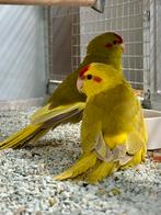 Roodvoorhoofd kakarikis, Plusieurs animaux, Perruche, Bagué