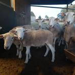 ramlam voor opfok, Mannelijk, Schaap, 0 tot 2 jaar