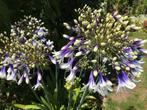 Agapanthus, Ophalen