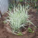 Grote meerjarige siergras uit volle grond, Diameter 50 cm, Ophalen, Vaste plant, Siergrassen