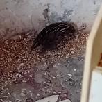 Chinese dwergkwartel haantje gezocht in de buurt van mol, Dieren en Toebehoren, Vogels | Overige Vogels