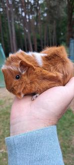 Cavia, Dieren en Toebehoren, Knaagdieren, Cavia