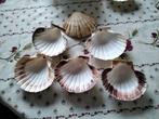 Lege Sint jacobsschelpen.
30 stuks beschikbaar,0,5 euro per, Enlèvement, Utilisé
