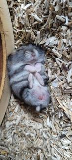 1 Russische Dwerghamster  Te KOOP Hobby Fokker, Dieren en Toebehoren, Knaagdieren, Hamster, Mannelijk, Juli, Tam