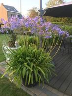 Afrikaanse Lelies / Agapanthus, Tuin en Terras, Planten | Tuinplanten, Volle zon, Vaste plant, Zomer, Ophalen