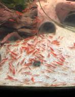 Vuurgarnaal - vuurgarnalen - sherry shrimp, Dieren en Toebehoren, Vissen | Aquariumvissen, Kreeft, Krab of Garnaal, Zoetwatervis
