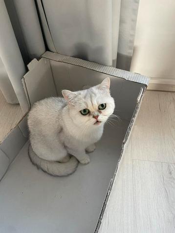 Brittse kortharige poes 5 jaar oud beschikbaar voor biedingen