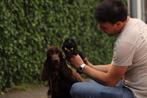Engelse Cocker Spaniel pups te koop, Dieren en Toebehoren, België, 8 tot 15 weken, HCC (leverziekte), Meerdere
