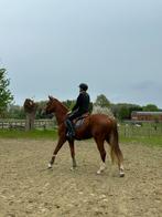 Halfstal gezocht, Dieren en Toebehoren, Paarden