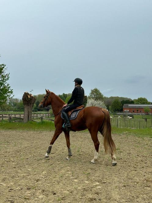 Halfstal gezocht, Dieren en Toebehoren, Paarden