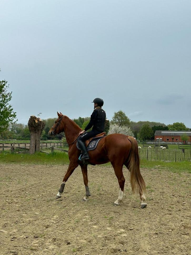 Halfstal gezocht, Dieren en Toebehoren, Paarden
