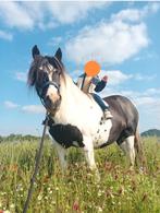 Verzorgpaard aangeboden te Oudsbergen/Genk, Dieren en Toebehoren, Paarden, Recreatiepaard, 11 jaar of ouder, Merrie, Minder dan 160 cm