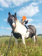 Verzorgpaard aangeboden te Oudsbergen/Genk, Recreatiepaard, 11 jaar of ouder, Merrie, Minder dan 160 cm