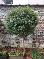 4 Ligustrum delavayanum (Troène à petites feuilles), Jardin & Terrasse, 100 à 250 cm, Plein soleil, Autres espèces, Enlèvement