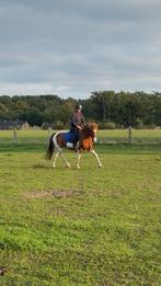 Grote C pony, ruin 7 jaar, vosbont, Dieren en Toebehoren, Pony's, Ruin, B, C pony (1.27m tot 1.37m), 7 tot 10 jaar