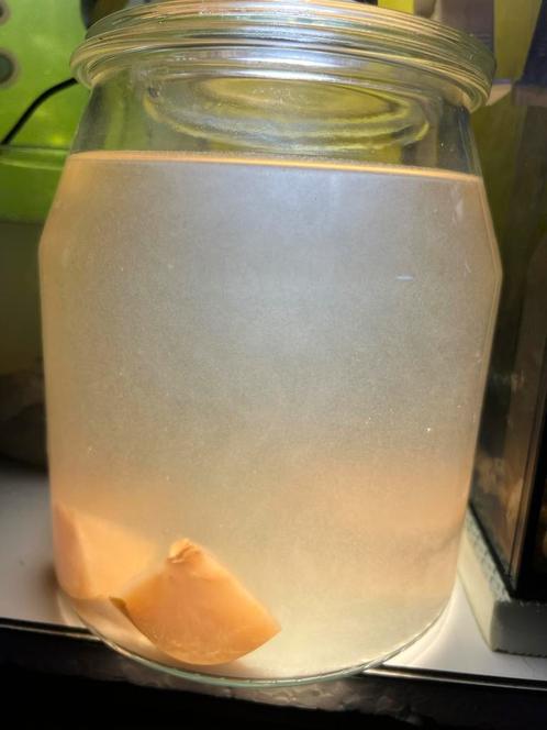 Azijnaaltjes €5 per 500 ml, Dieren en Toebehoren, Vissen | Aquaria en Toebehoren, Ophalen
