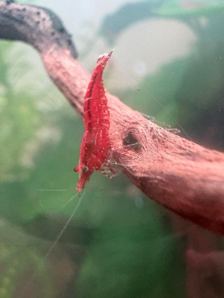 Mooie donker rode vuurgarnalen / red cherry shrimp te koop, Dieren en Toebehoren, Vissen | Aquariumvissen, Zoetwatervis, Kreeft, Krab of Garnaal