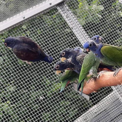 Pionus Bronsvleugel-papegaai., Dieren en Toebehoren, Vogels | Parkieten en Papegaaien, Papegaai, Mannelijk, Geringd